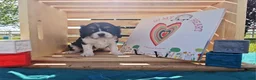 Cavalier King Charles Spaniel dogs for sale: Rosie - Ad 2