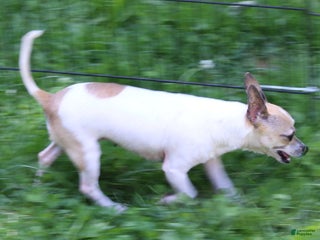 Chihuahua dogs Sissy - Ad 12