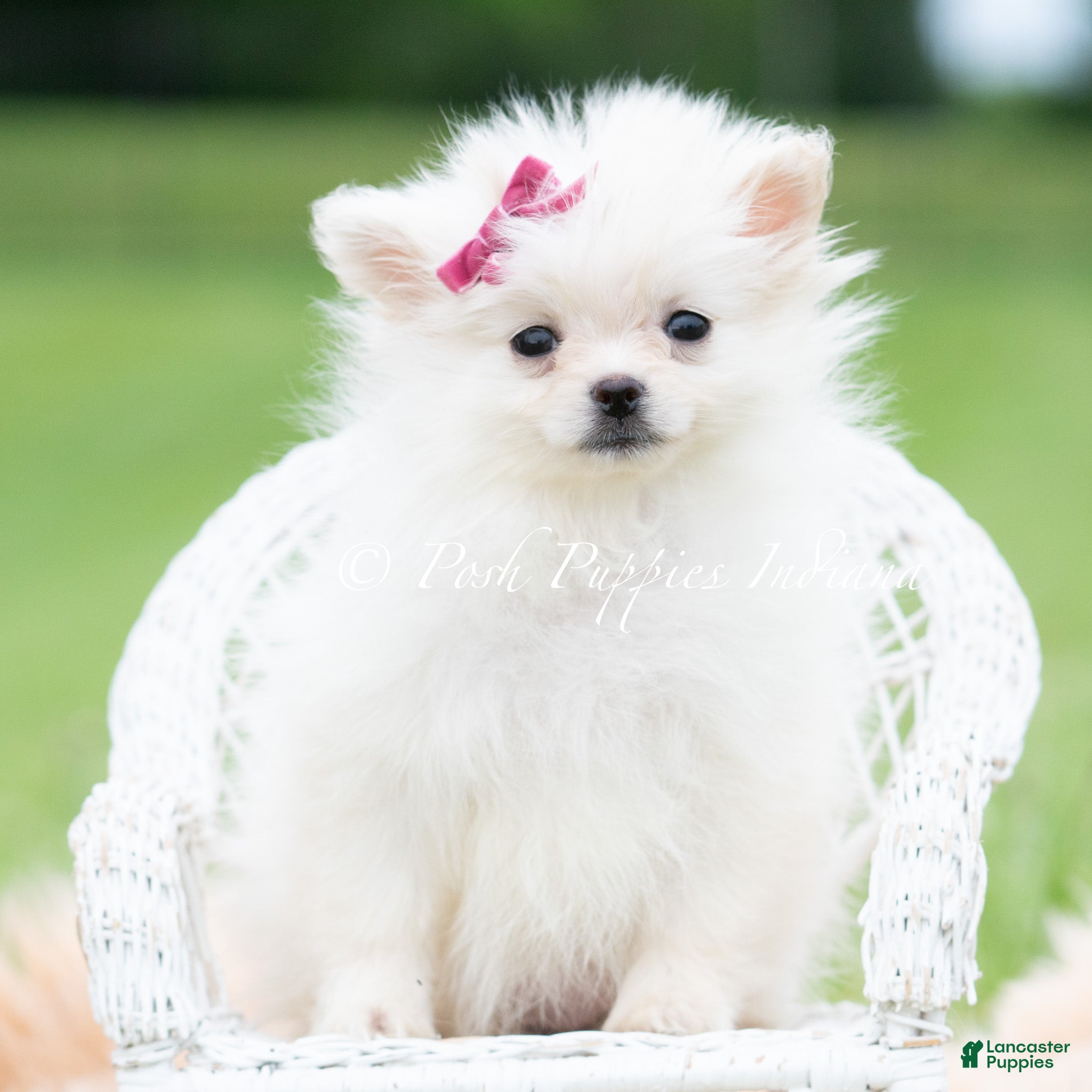 Pomeranian dogs for sale: Twinklepop AKC - Ad 6
