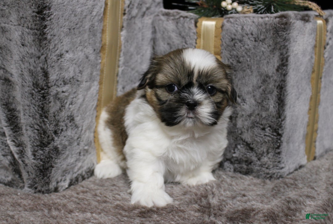 Shih Tzu dogs for sale: Dallas - Ad 3