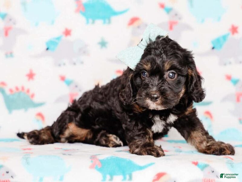 Cavapoo dogs Tex - Ad 1