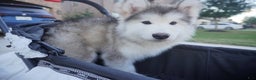 Alaskan Malamute dogs for sale: Xiao Lv - Ad 13
