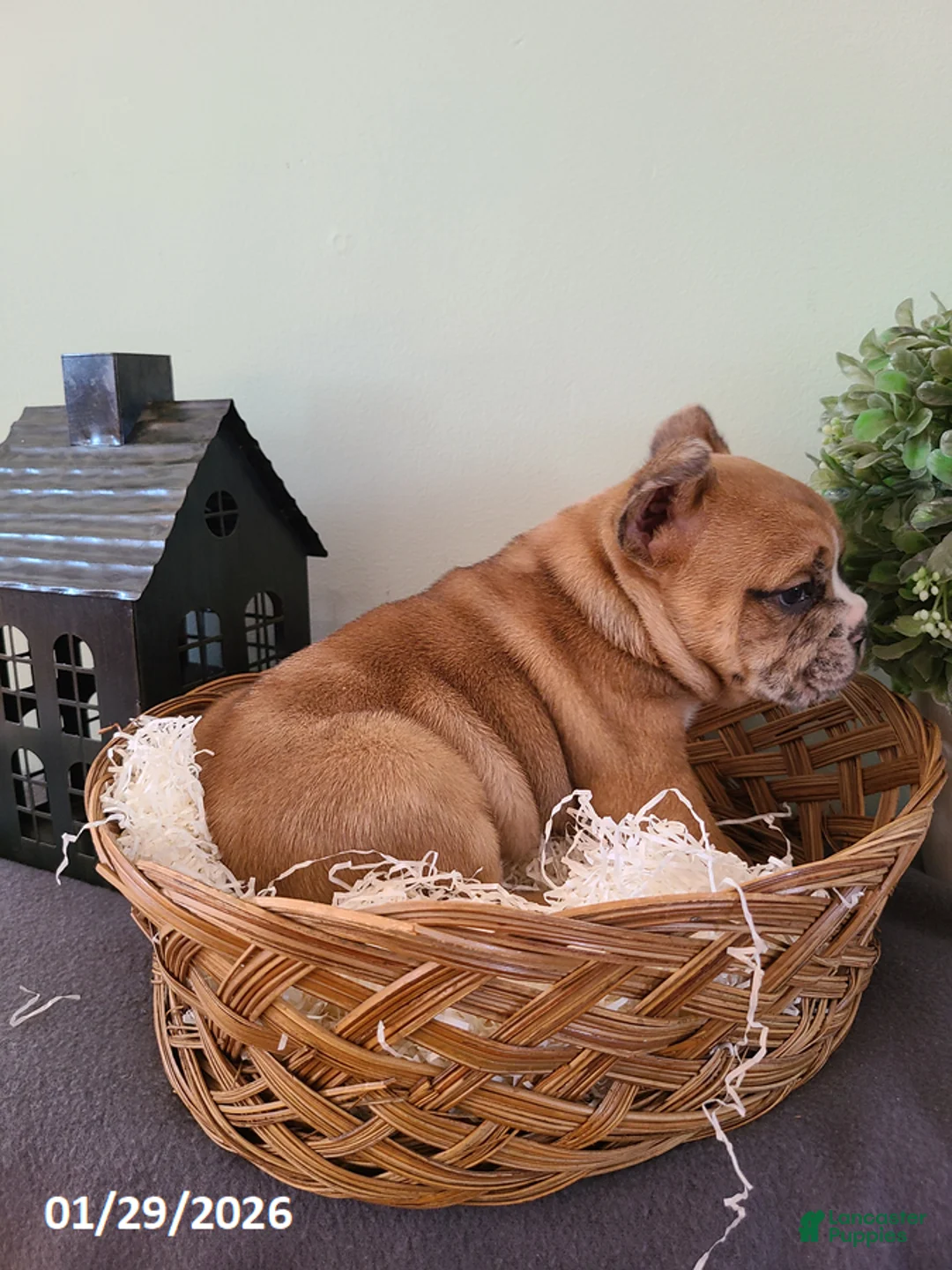 Mixed Breed dogs for sale: Milo - Ad 12