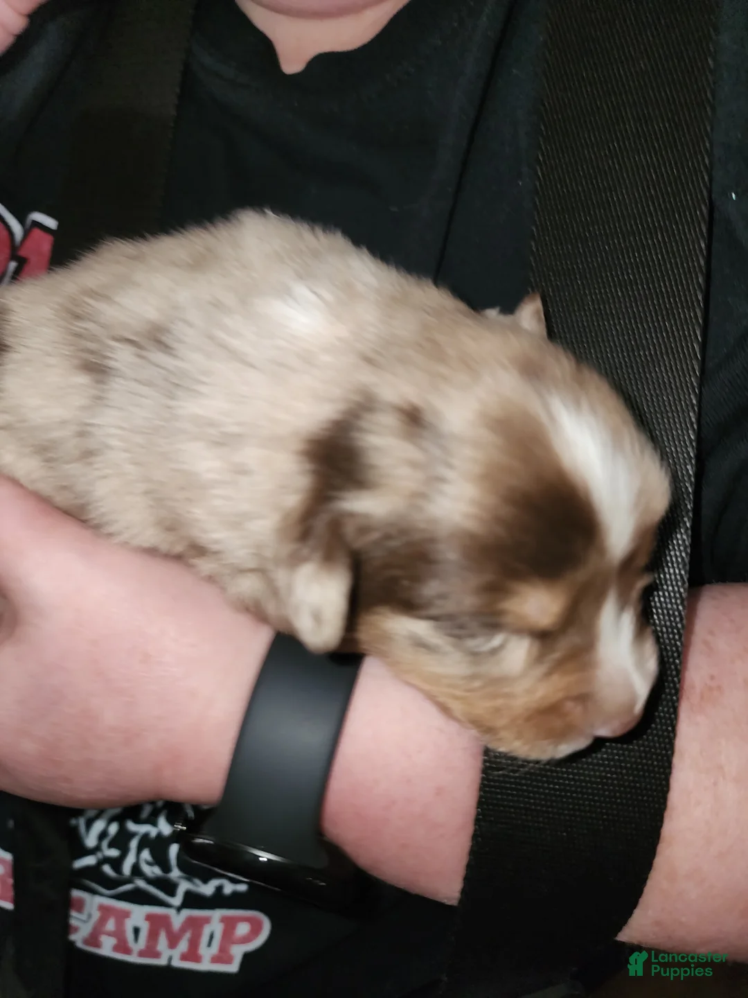 Australian Shepherd dogs for sale: Australian Shepherd 2 - Ad 1