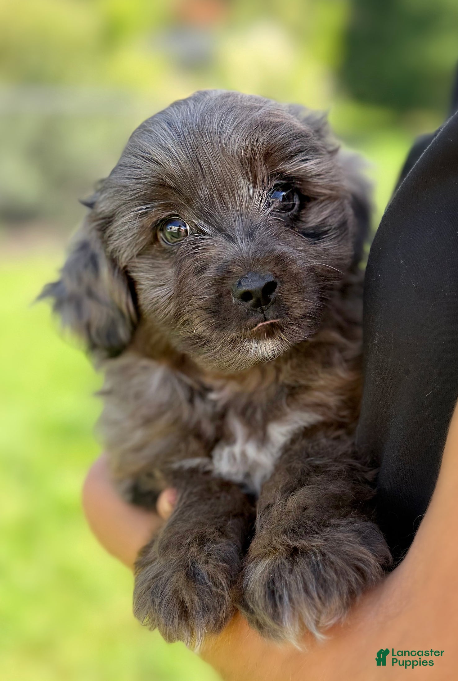 Mini Aussiedoodle dogs Force - Ad 2