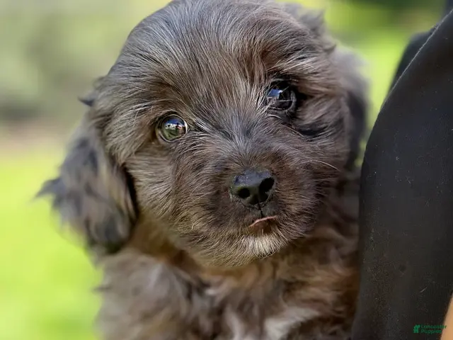 Mini Aussiedoodle dogs for sale: Force - Ad 2