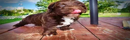 Havapoo dogs for sale: Hershey - Ad 24