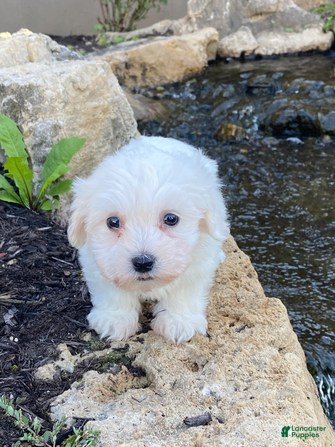 Coton De Tulear dogs for sale: Charles  - Ad 13