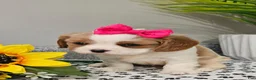 Cavalier King Charles Spaniel dogs for sale: ♥️SWEET CHLOE♥️ - Ad 4