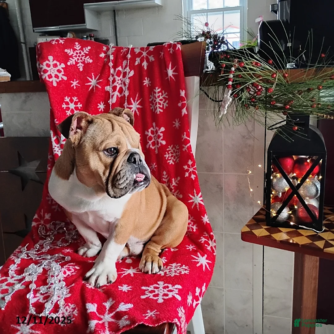 English Bulldog dogs for sale: Reagan - Ad 2