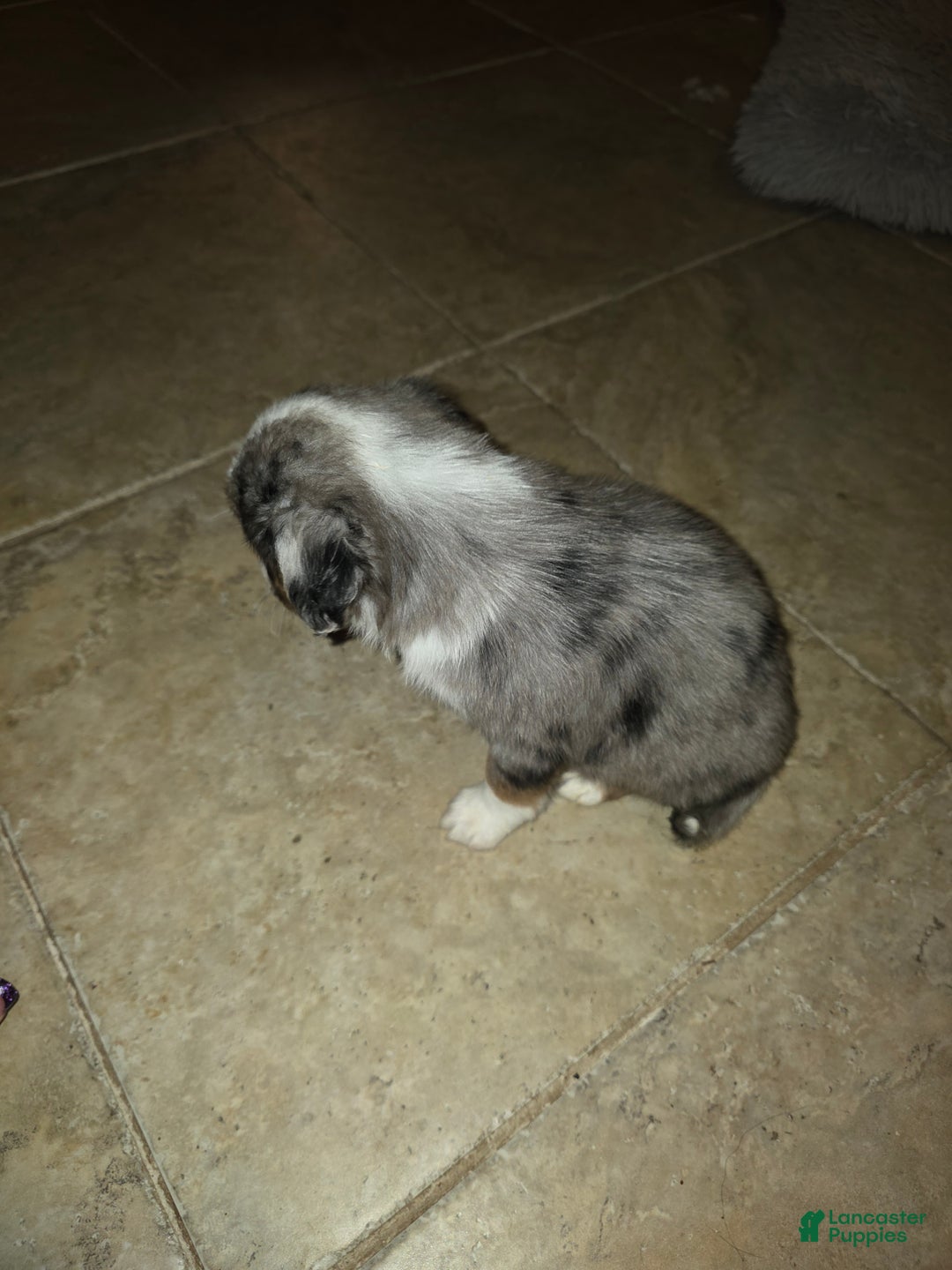 Miniature Australian Shepherd dogs for sale: Miniature Australian Shepherd Puppy 6 - Ad 3