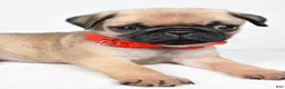 Pug dogs for sale: Axel - Ad 2