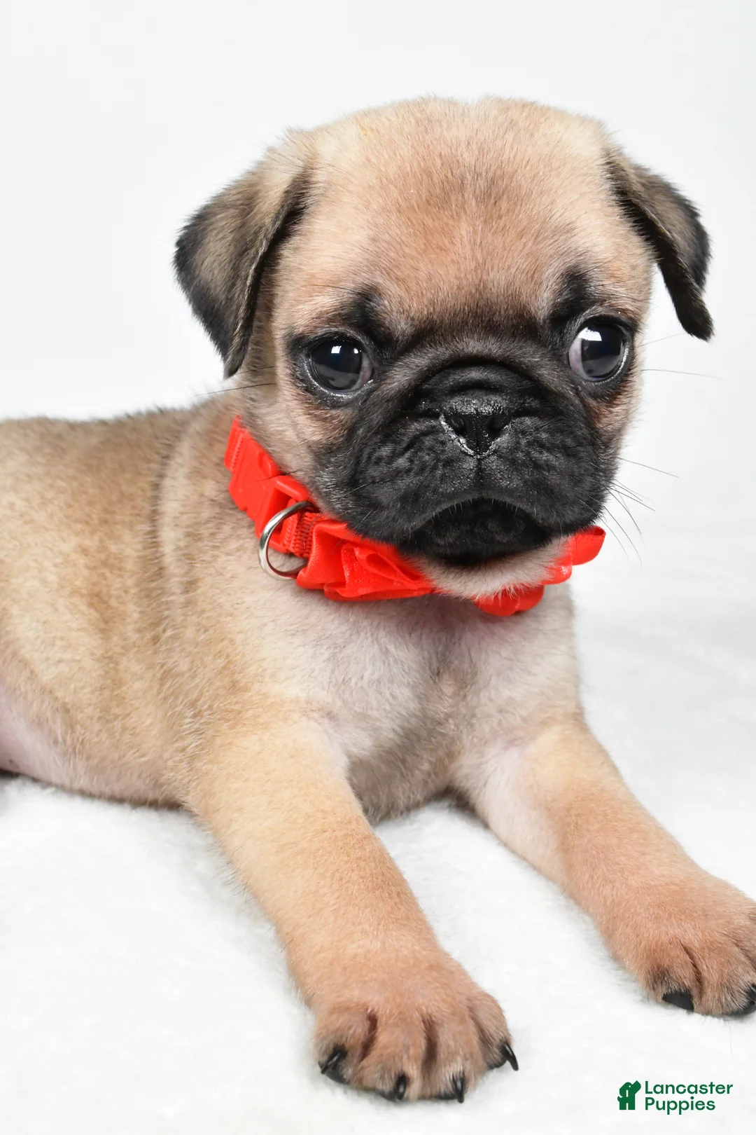 Pug dogs for sale: Axel - Ad 2