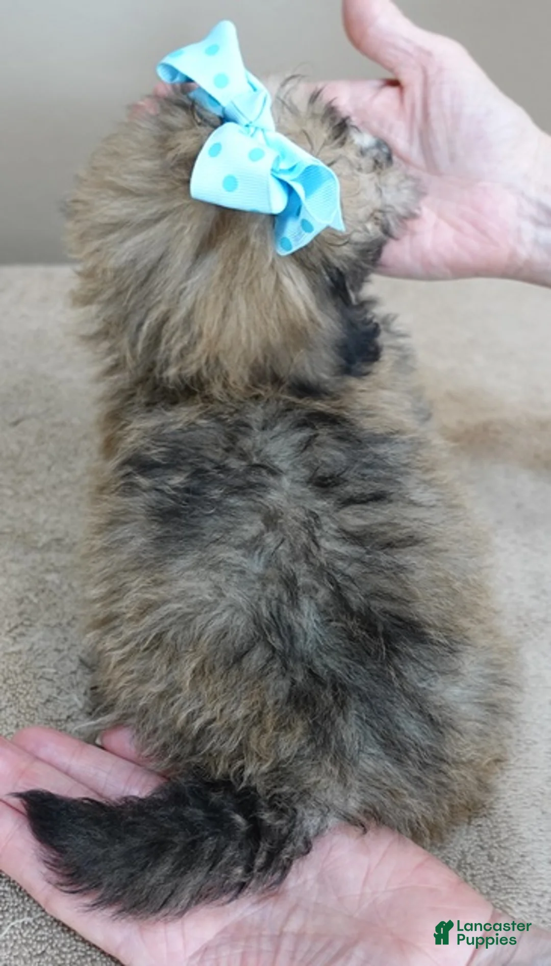 Maltipoo dogs for sale: Male Sale #6 - Ad 2