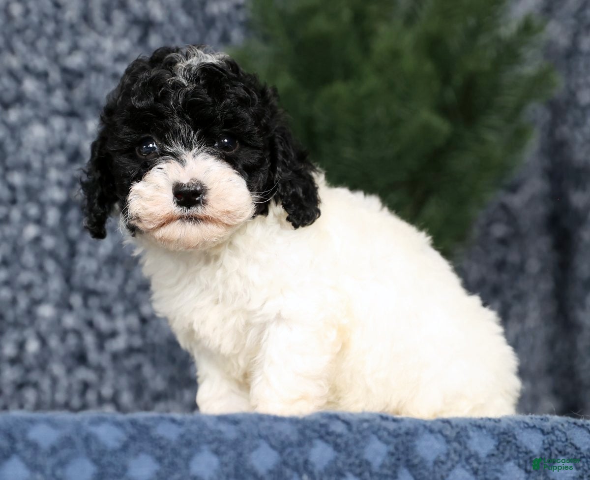 Havapoo dogs Lexie - Ad 2