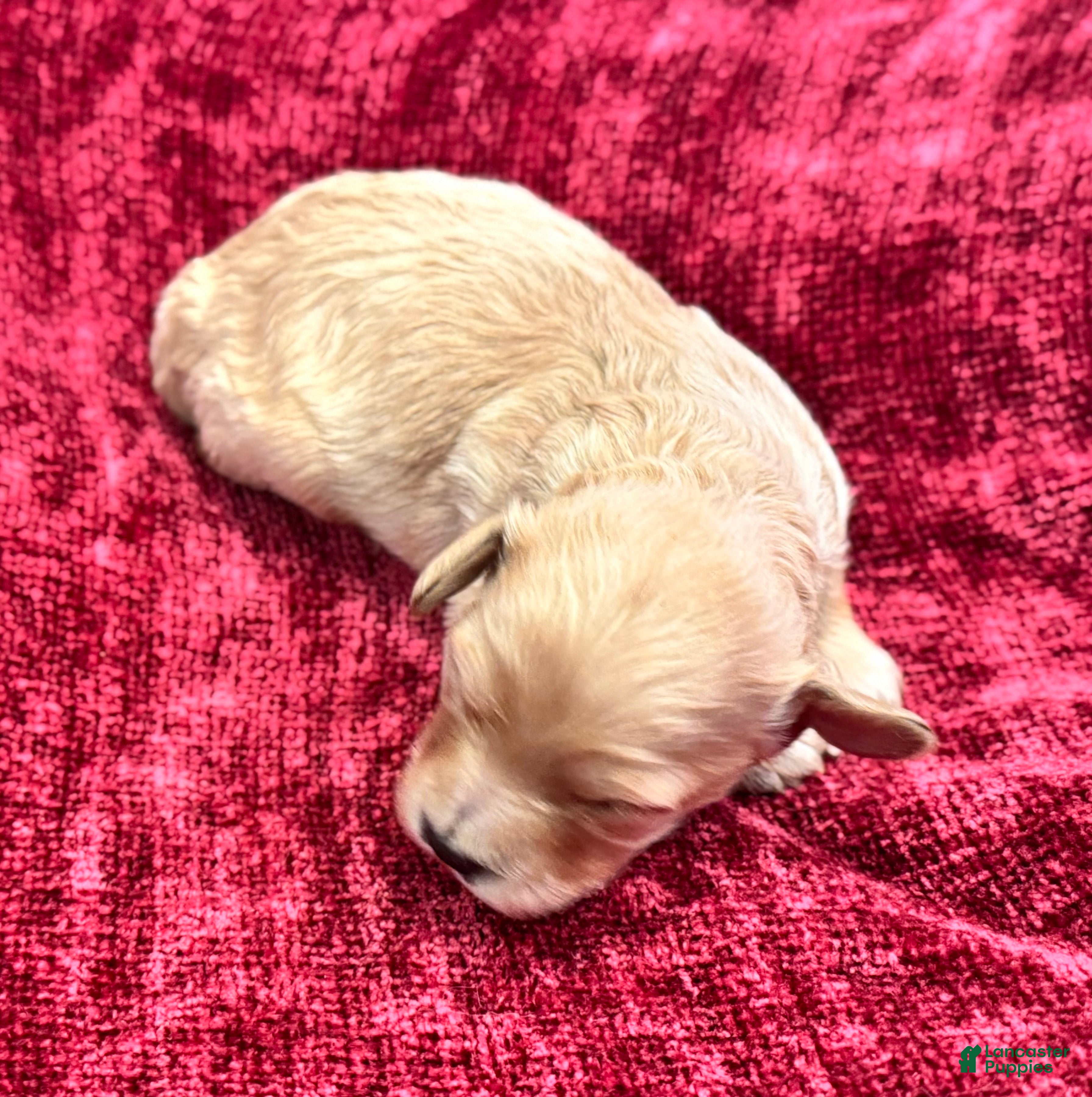 Cavapoo dogs Oliver - Ad 27