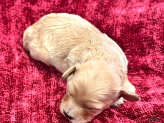 Cavapoo dogs Oliver - Ad 27