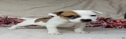 Jack Russell Terrier dogs for sale: FALCON of Westfork  - Ad 10