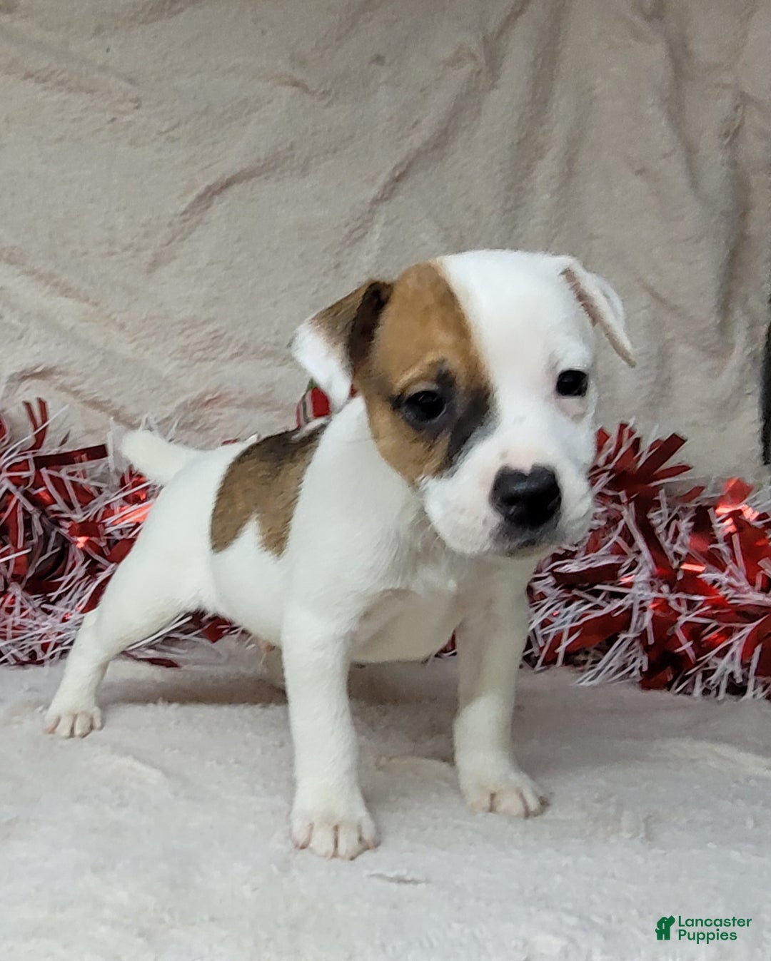Jack Russell Terrier dogs for sale: FALCON of Westfork  - Ad 10