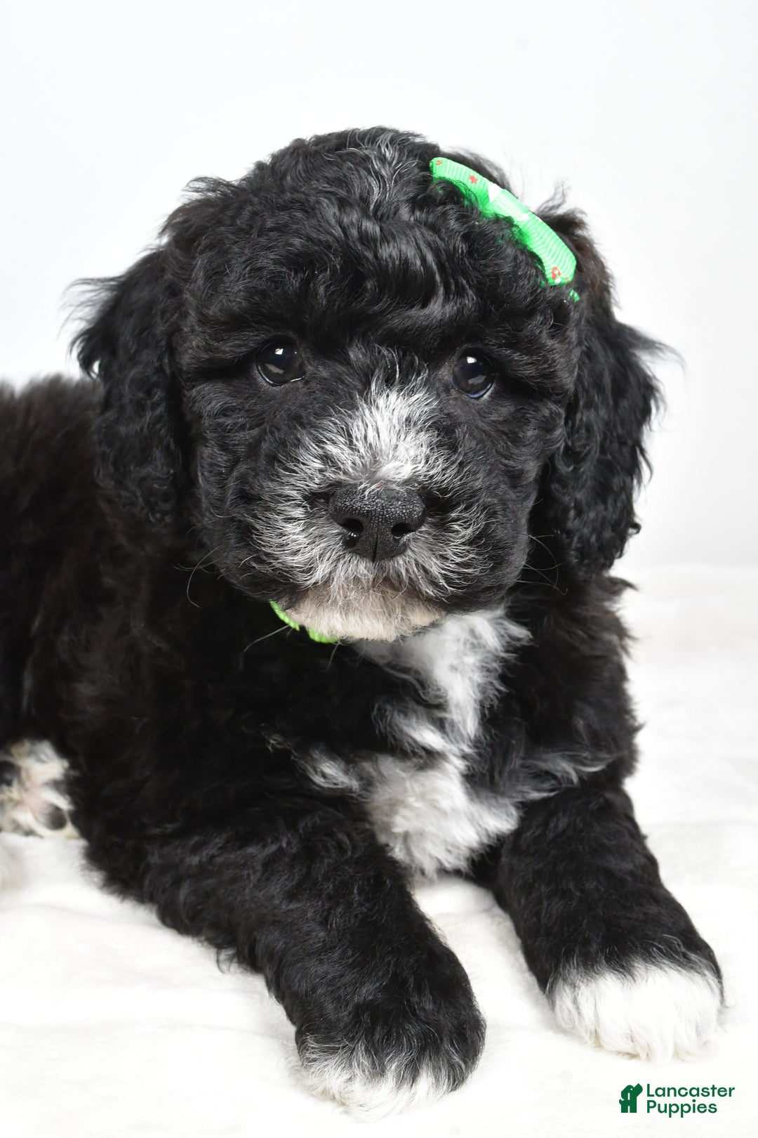 Mini Goldendoodle dogs for sale: Ace - Ad 3