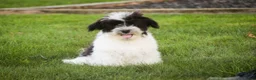 Havanese dogs for sale: Ivan Havanese Puppy  - Ad 29