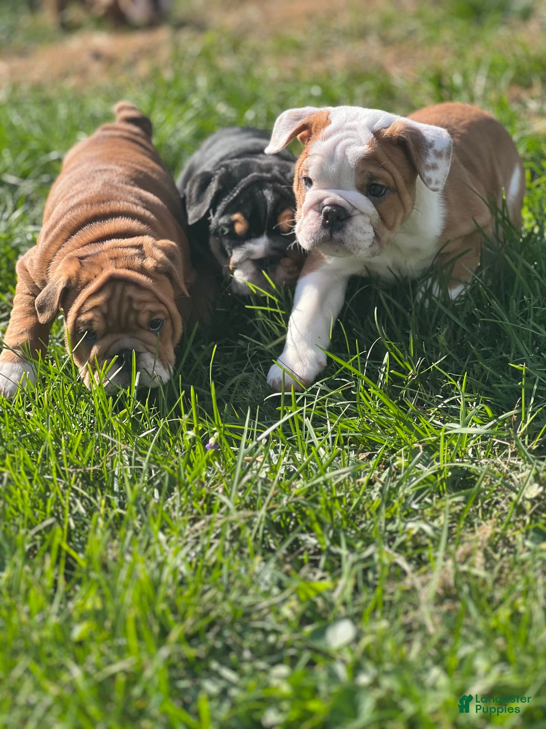 English Bulldog dogs for sale: English Bulldog litter of 5 puppies - Ad 24
