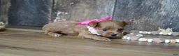 Maltipoo dogs for sale: Sara - Ad 5