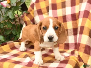 Miniature Dachshund dogs for sale: Dandelion - Ad 2