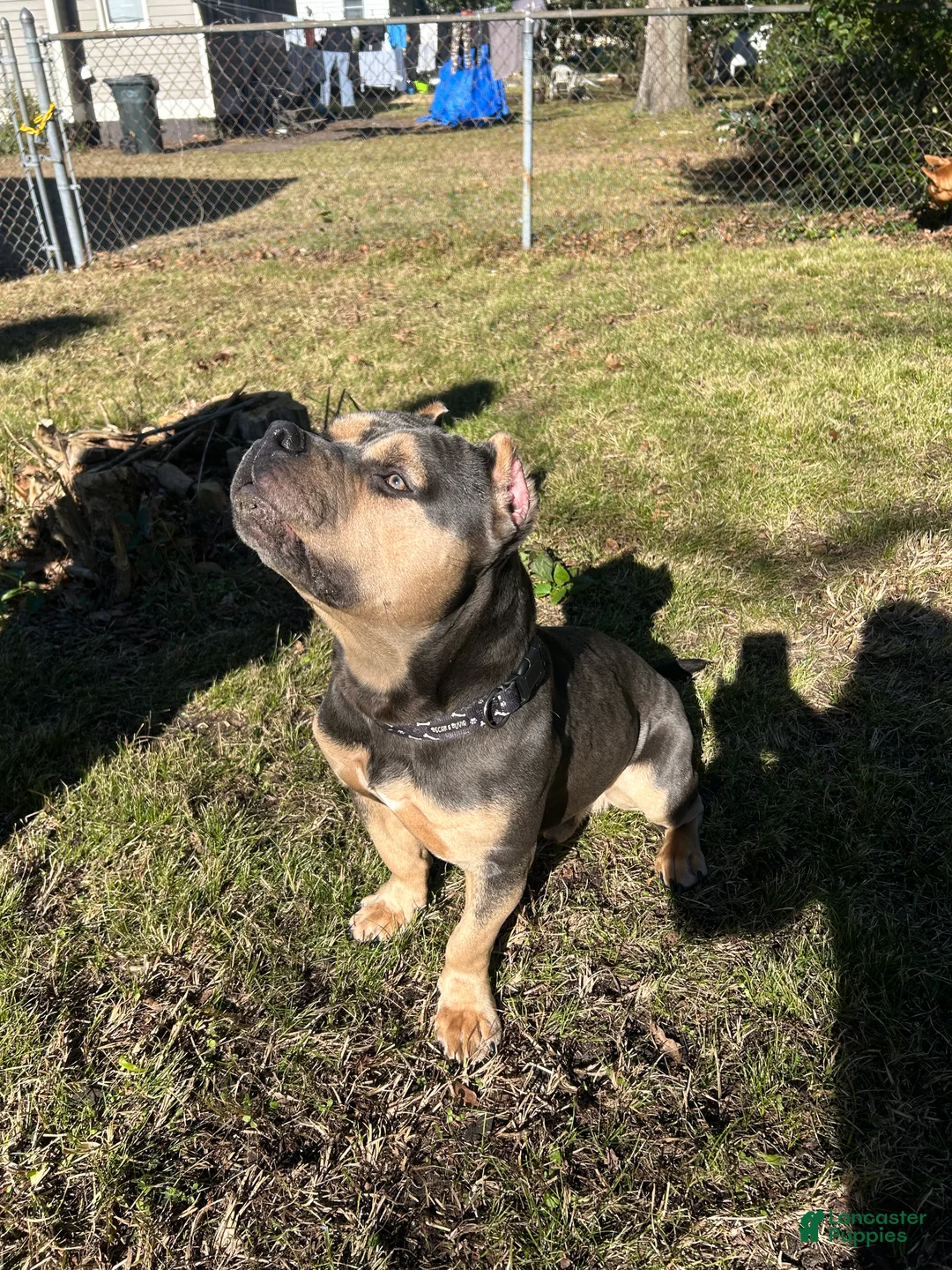 American Bully dogs for stud: Deebo - Ad 3