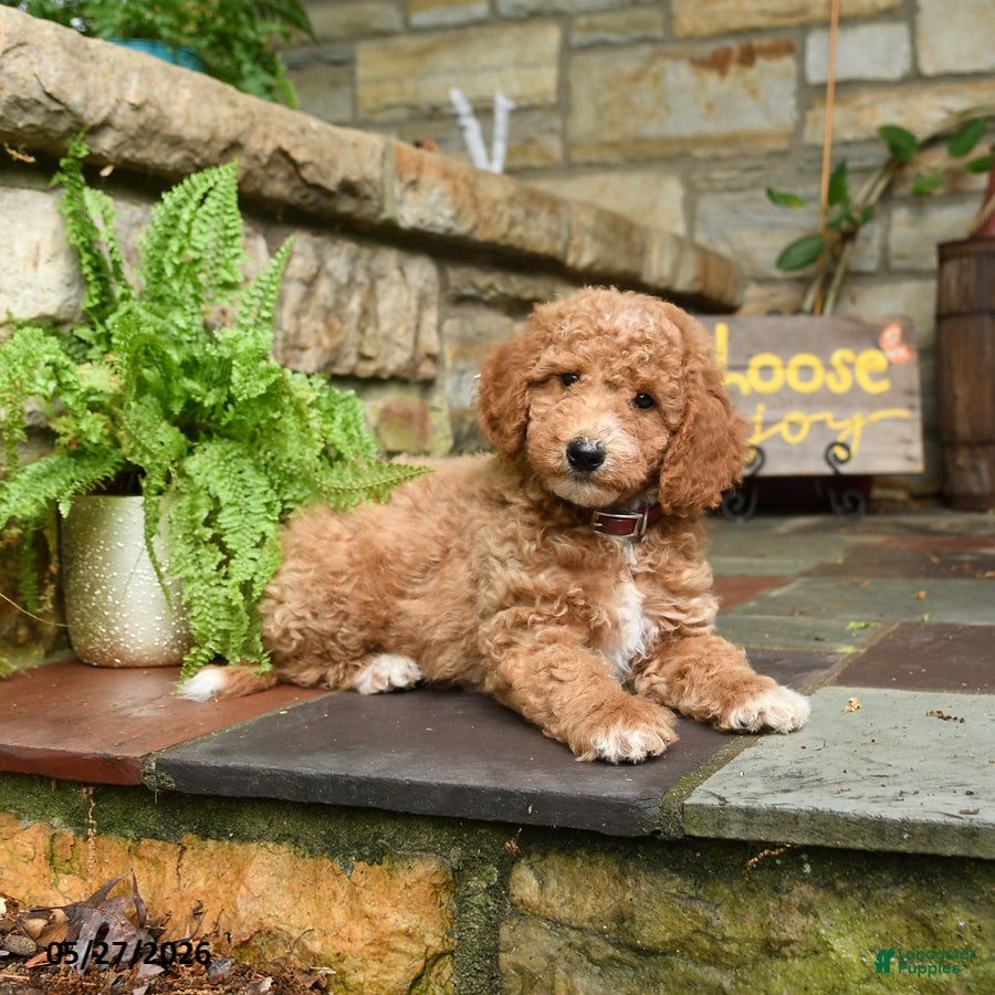 Mini Goldendoodle dogs for sale: Cinnamon - Ad 2