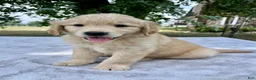 Golden Retriever dogs for sale: Duke - Ad 4