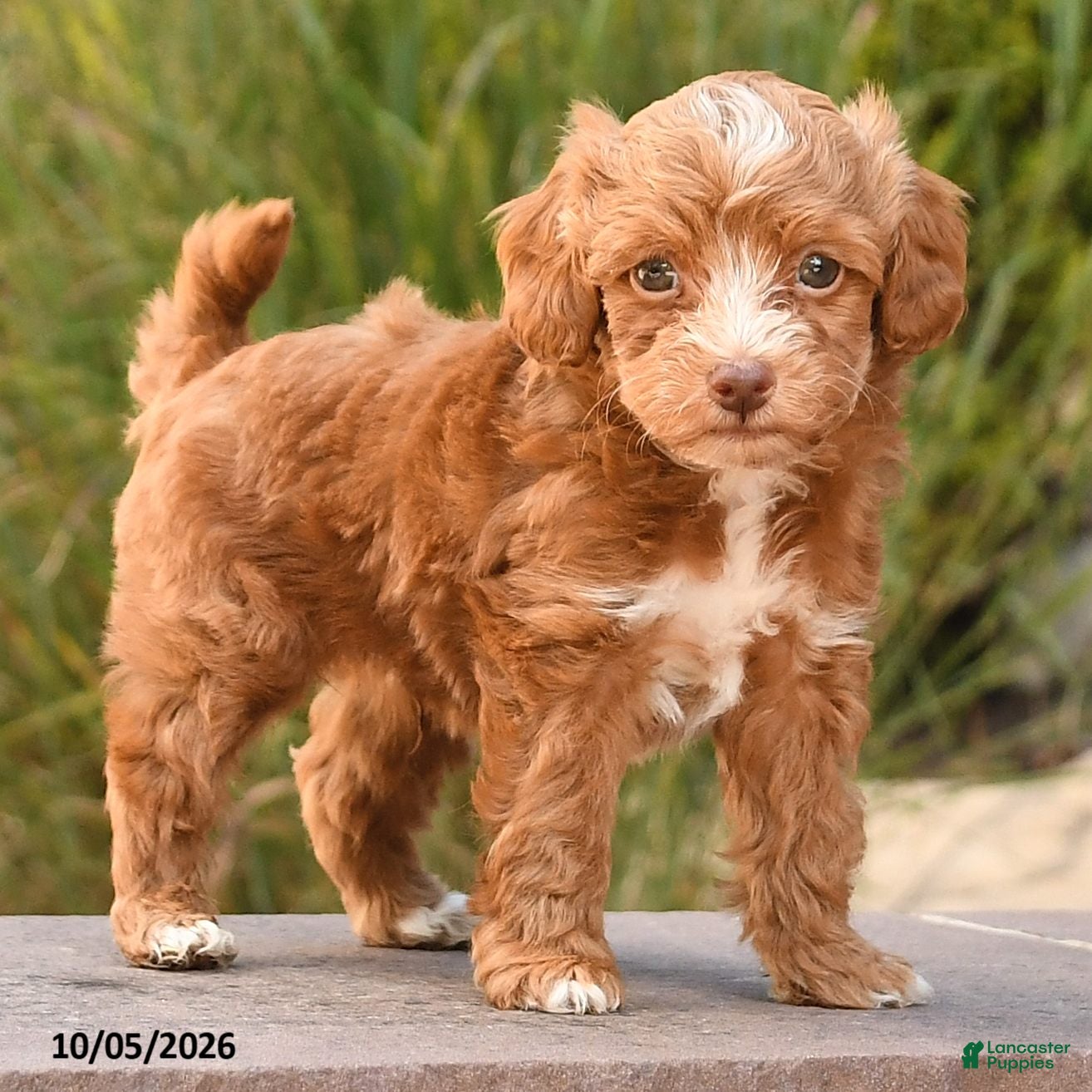 Cockapoo dogs Romeo - Ad 2