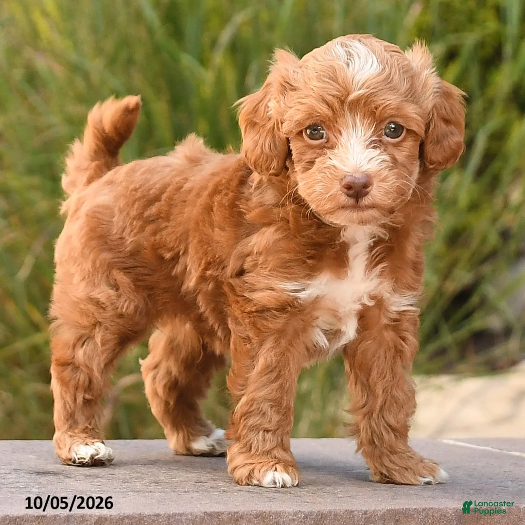 Cockapoo dogs for sale: Romeo - Ad 2