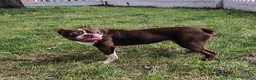 Boston Terrier dogs for sale: Wallace  - Ad 3