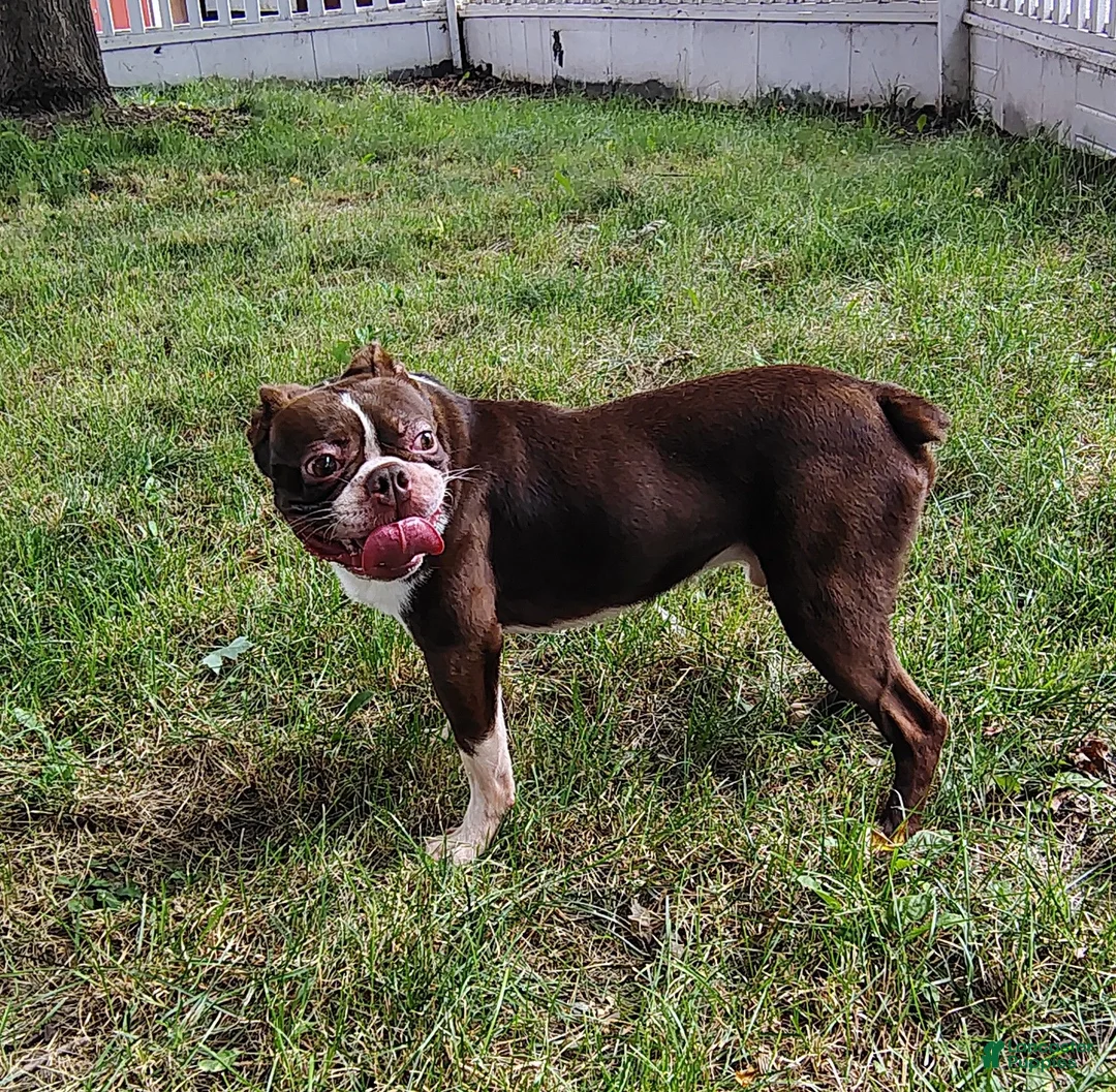 Boston Terrier dogs for sale: Wallace  - Ad 3