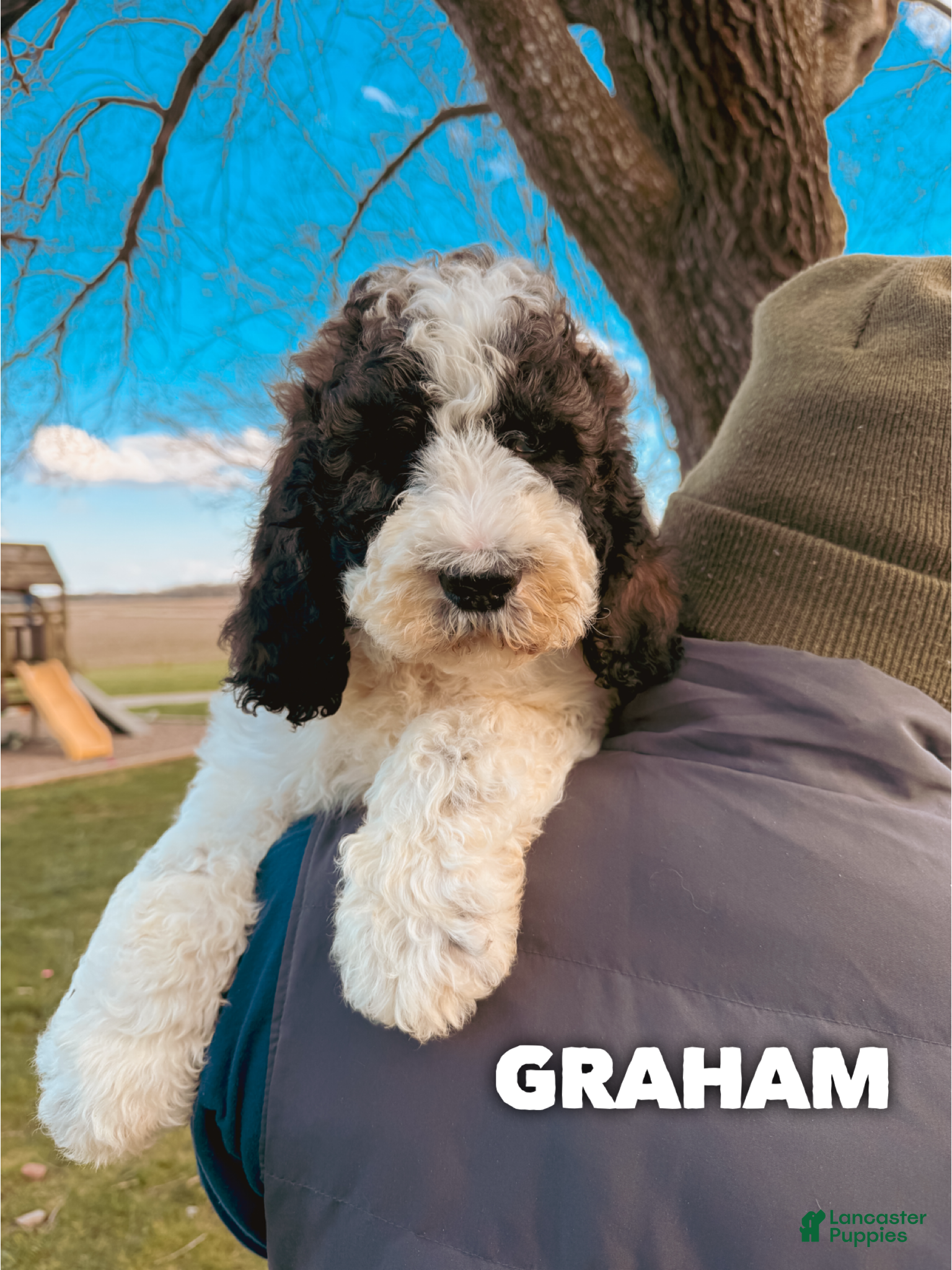 Saint Berdoodles dogs Graham - Ad 1