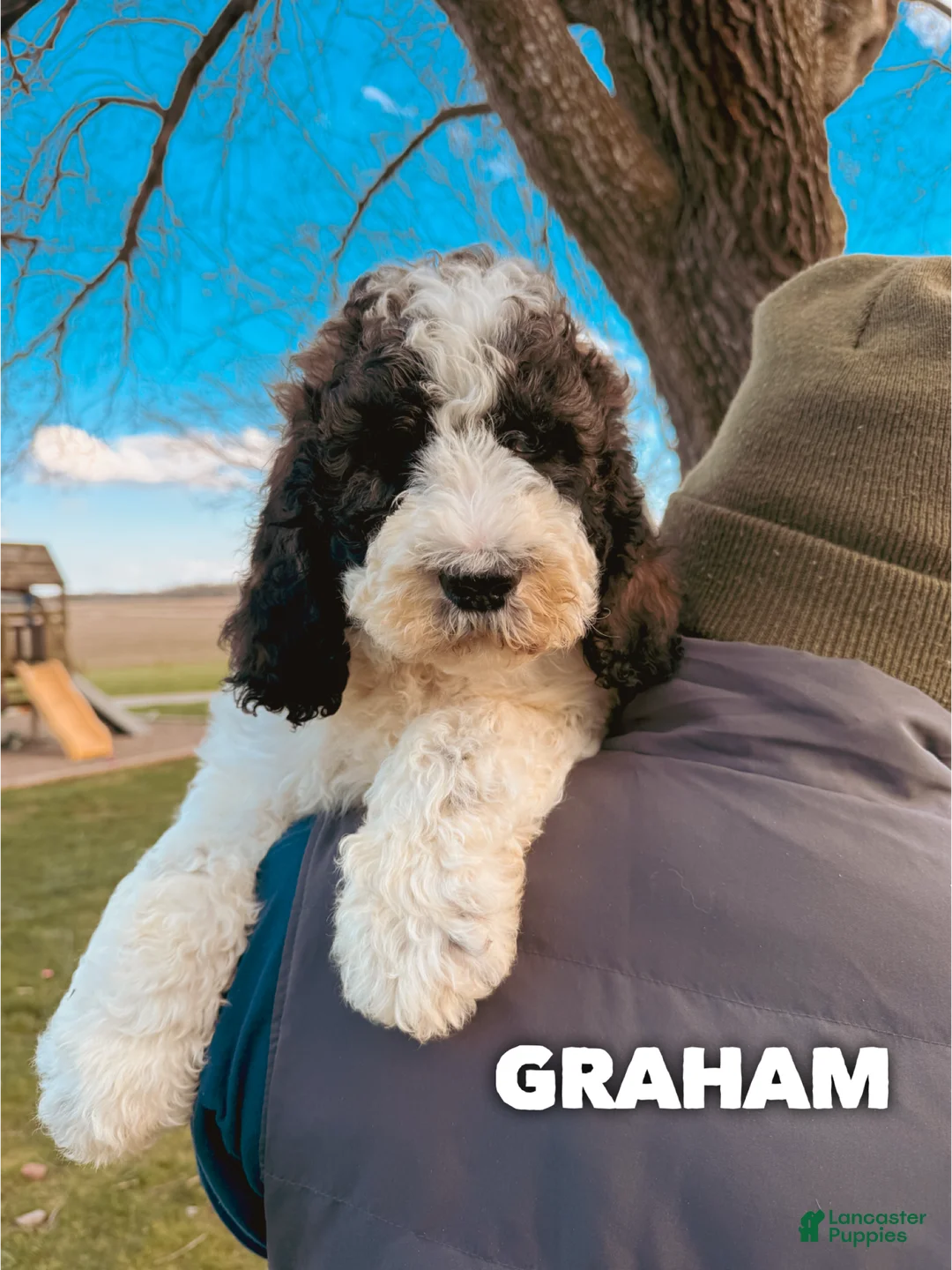 Saint Berdoodles dogs for sale: Graham - Ad 1