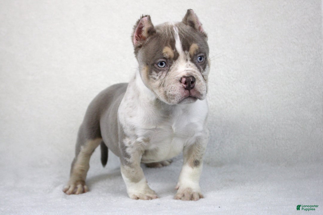 Micro Bully Lilac Bully For Sale Lilac Tri Merle Male For Sale In