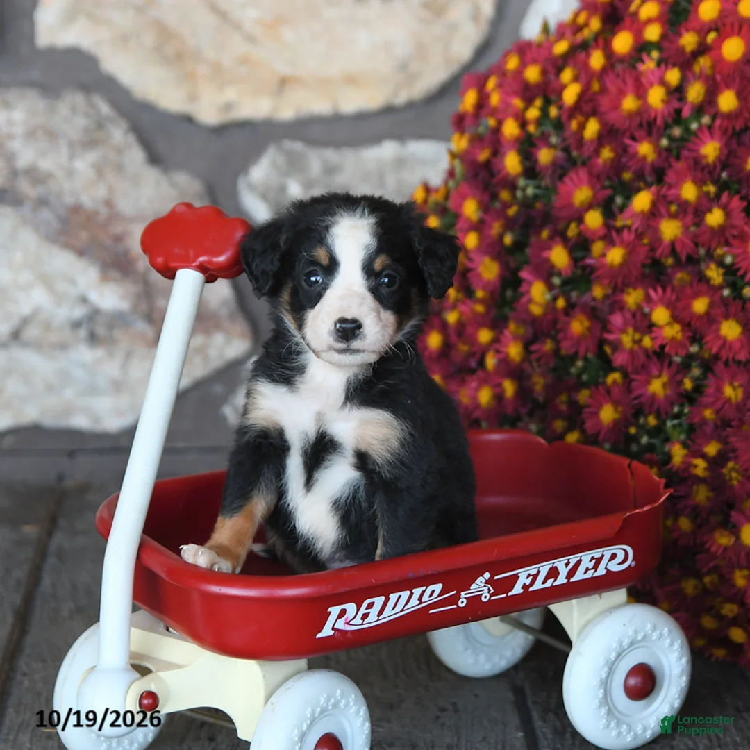 Mini Bernedoodle dogs for sale: Lil Princess - Ad 1
