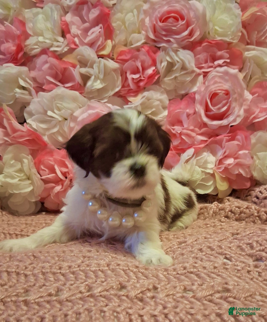 Shih Tzu dogs for sale: Queen - Ad 2