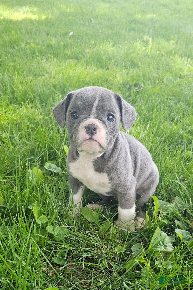 Mixed Breed dogs Slate - Ad 27