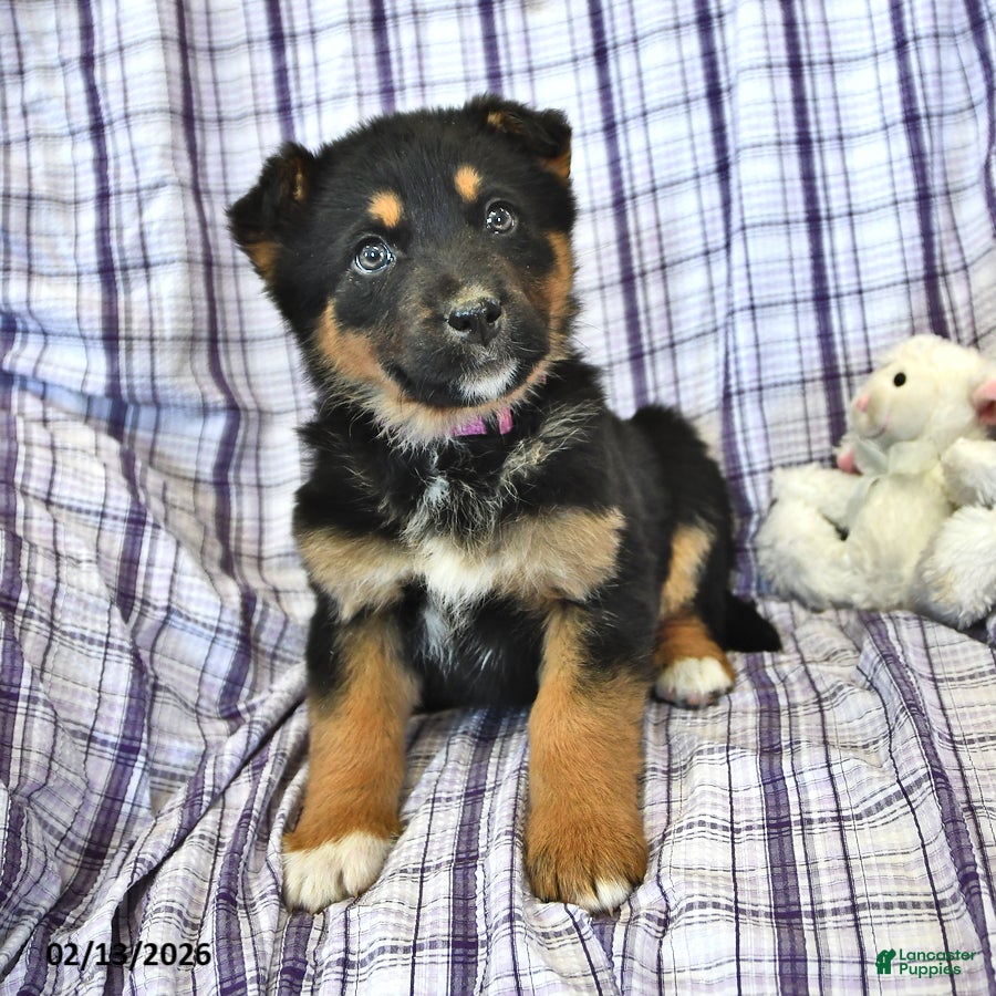 Mixed Breed dogs Heidi  - Ad 40