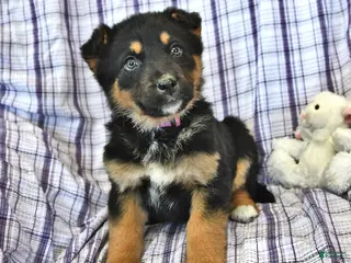 Mixed Breed dogs Heidi - Ad 40