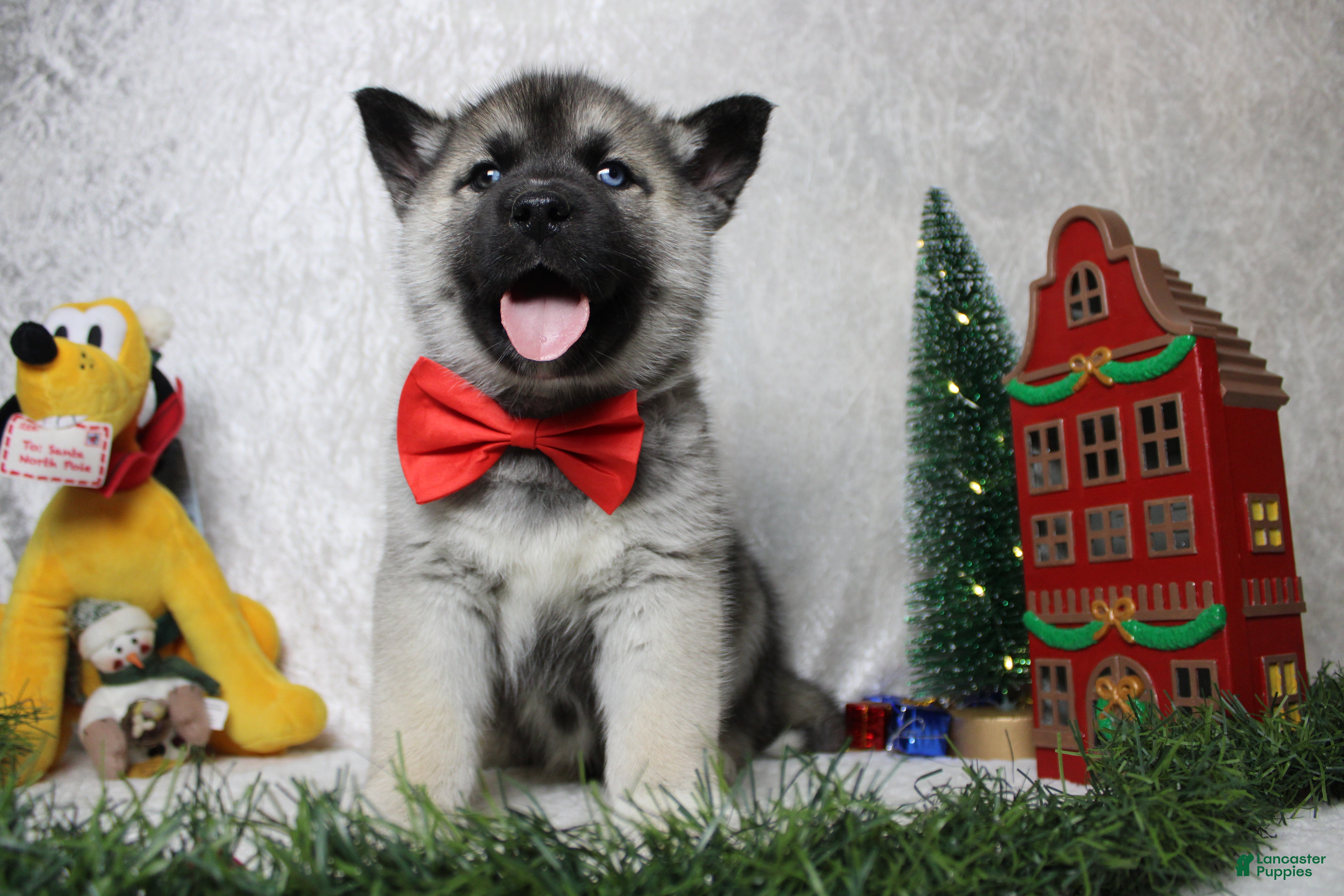 Pomsky dogs Lorcan  - Ad 7