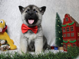 Pomsky dogs Lorcan - Ad 3