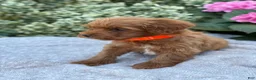 Toy Poodle dogs for sale: Patrick - Ad 6