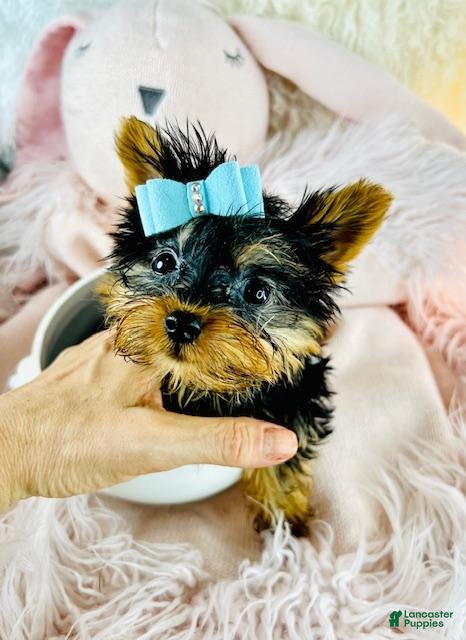 Silky Terrier dogs Teacup Silky Terrier Puppy  - Ad 1