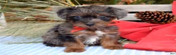 Yorkiepoo dogs for sale: Prince  - Ad 7