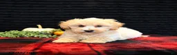 Maltipoo dogs for sale: Lyle - Ad 4