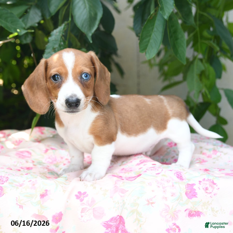Miniature Dachshund dogs Wonder  - Ad 2